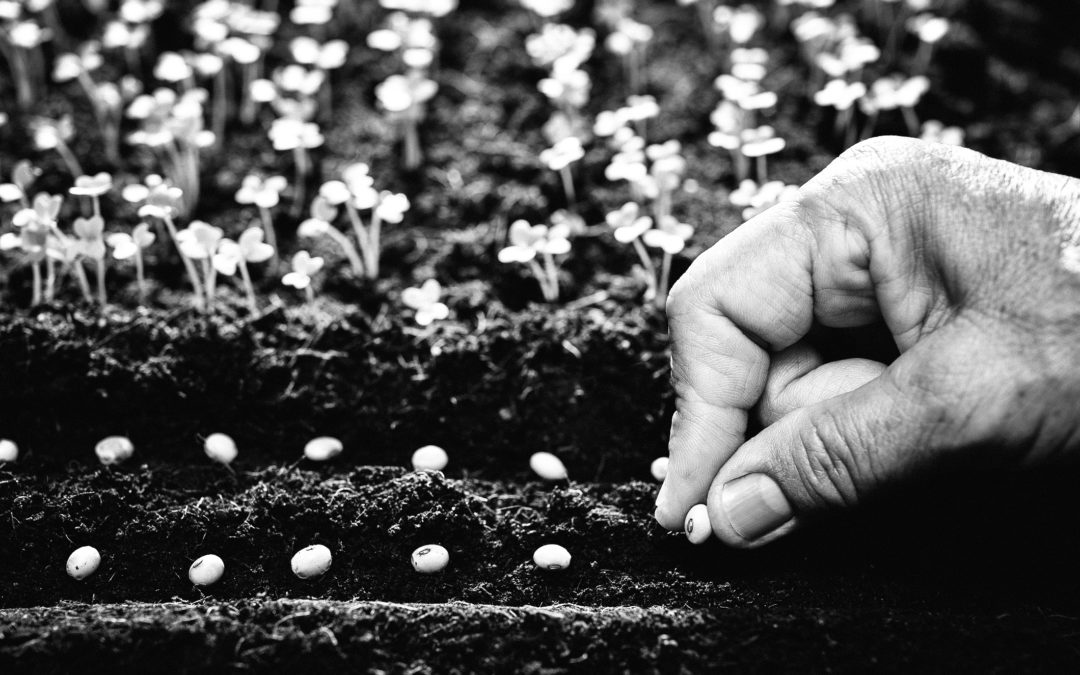 It Starts with a Seed | Seed Care